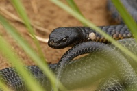 Pakobra paskovana - Notechis scutatus - Tiger snake 7948